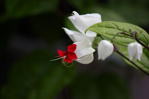 龙吐珠不开花怎么办怎么浇水 龙吐珠一年开几次花如何多开花图片