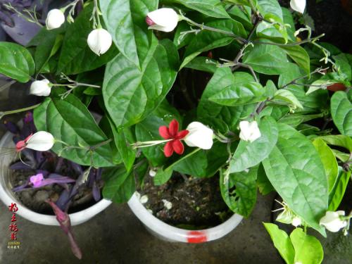 龙吐珠花在家养好吗 龙吐珠花有毒吗如何养护 龙吐珠有什么寓意