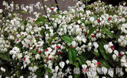 龙吐珠的扦插方法技巧图片大全怎么种养 龙吐珠叶子黄了怎么办