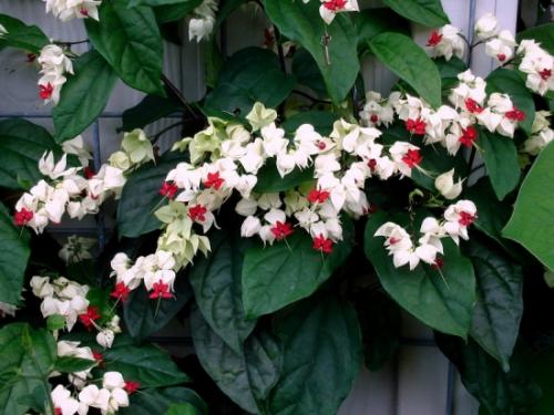 龙吐珠的扦插方法技巧图片大全怎么种养 龙吐珠叶子黄了怎么办