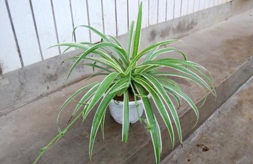 怎样种好吊兰 吊兰怎么养才能更旺盛图片 吊兰能放在卧室吗