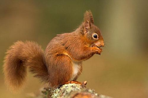 哪个品种的松鼠好养殖又赚钱?饲养松鼠的详细教程攻略和禁忌