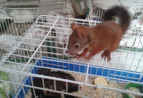 哪个品种的松鼠好养殖又赚钱?饲养松鼠的详细教程攻略和禁忌