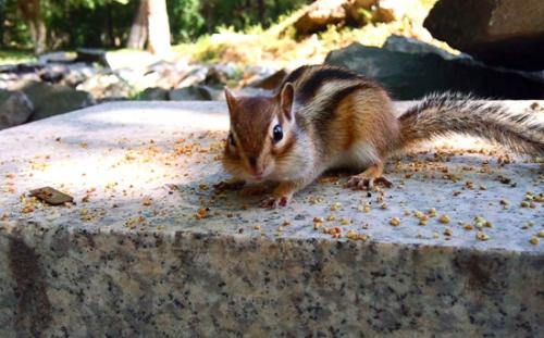 哪个品种的松鼠好养殖又赚钱?饲养松鼠的详细教程攻略和禁忌