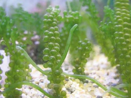 海葡萄是种在海里的葡萄吗怎么人工养殖?海葡萄凭啥卖上千元一斤