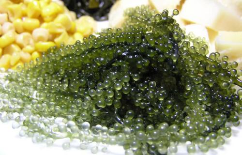 海葡萄是种在海里的葡萄吗怎么人工养殖?海葡萄凭啥卖上千元一斤