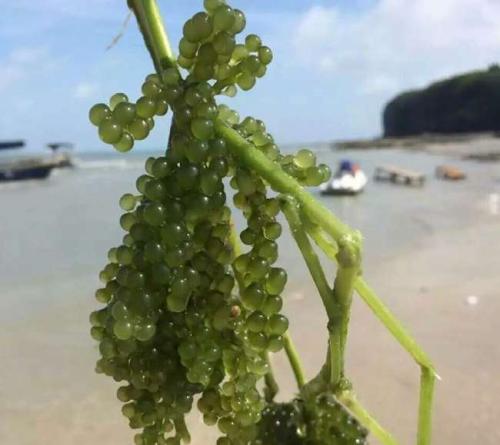 海葡萄是种在海里的葡萄吗怎么人工养殖?海葡萄凭啥卖上千元一斤