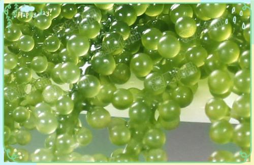 海葡萄是种在海里的葡萄吗怎么人工养殖?海葡萄凭啥卖上千元一斤