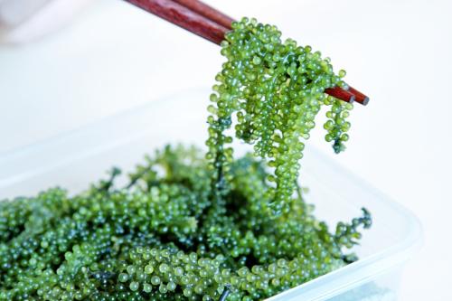 海葡萄是种在海里的葡萄吗怎么人工养殖?海葡萄凭啥卖上千元一斤