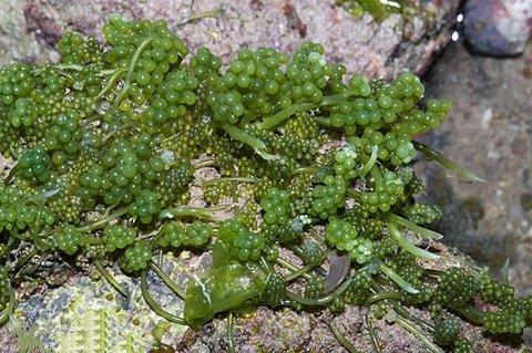 海葡萄是种在海里的葡萄吗怎么人工养殖?海葡萄凭啥卖上千元一斤