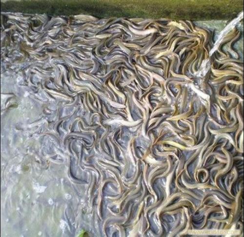 土养泥鳅和水养泥鳅具体养殖方法那个更好赚钱?