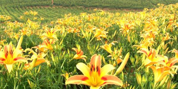 黄花菜怎么种栽培技术详细过程介绍, 种黄花菜效益分析能赚多少钱