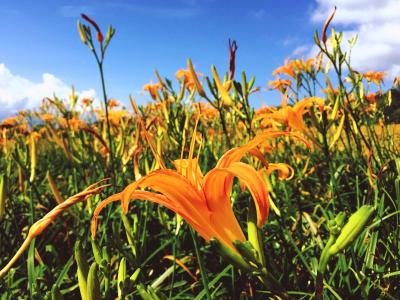 ƻô༼ϸ̽, ֻƻЧ׬Ǯ