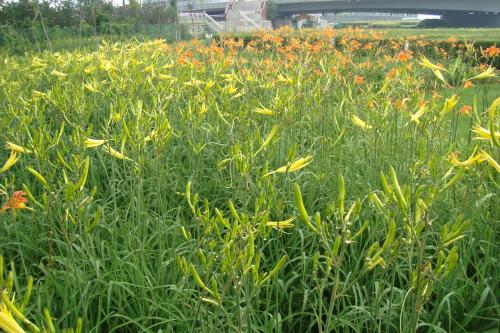 ƻô༼ϸ̽, ֻƻЧ׬Ǯ