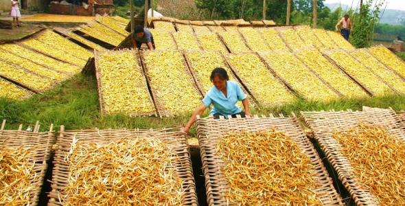 ƻô༼ϸ̽, ֻƻЧ׬Ǯ