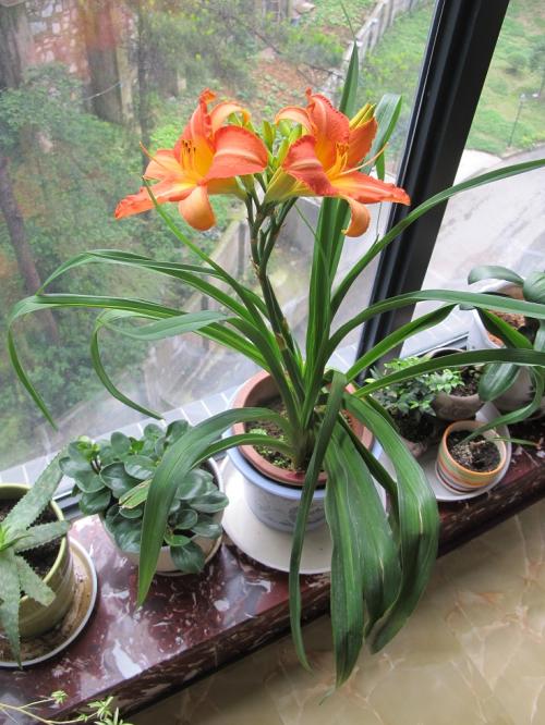 黄花菜能阳台盆栽具体养殖方法和注意事项?盆栽黄花菜有啥作用?