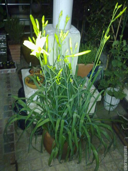 黄花菜能阳台盆栽具体养殖方法和注意事项?盆栽黄花菜有啥作用?