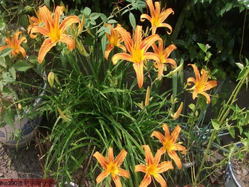 �ƻ�������̨���Ծ�����ֳ������ע��������Իƻ�����ɶ���ã�