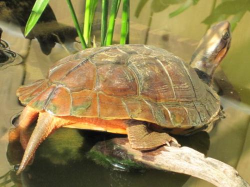 金钱龟养殖场地址选择和现场环境设计效果图片