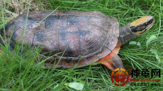 金钱龟养殖场地址选择和现场环境设计效果图片