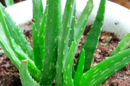 «����ô���ų��úö�ý�һ��ˮ «����ֳ������ע����������Щ