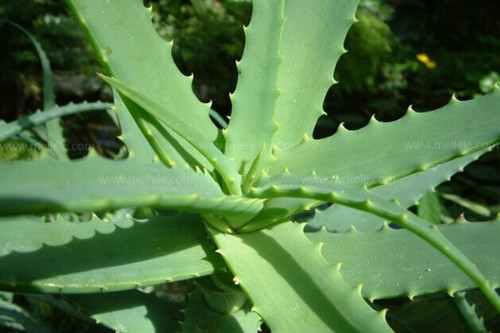 «����ô���ų��úö�ý�һ��ˮ «����ֳ������ע����������Щ