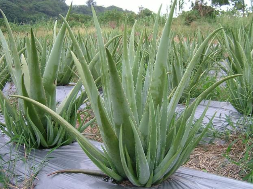 «����ô���ų��úö�ý�һ��ˮ «����ֳ������ע����������Щ