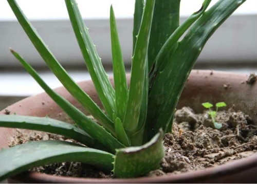 «��û�и����ֻ�����ô��ֲͼ��  «��Ǥ����ֳ�����������