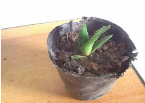 «��û�и����ֻ�����ô��ֲͼ��  «��Ǥ����ֳ�����������