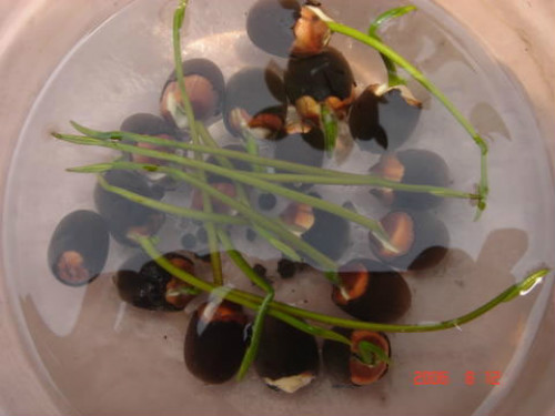 在家怎么养荷花种植过程图解  盆栽荷花怎么种植方法及注意事项