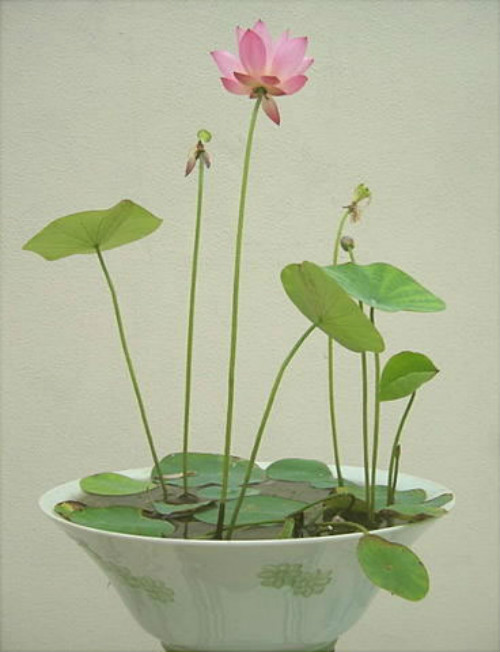 �ڼ���ô���ɻ���ֲ����ͼ��  ���Ժɻ���ô��ֲ������ע������