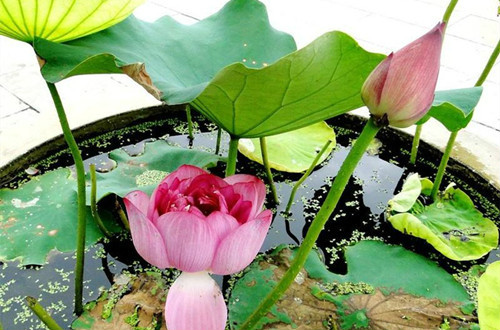 �ڼ���ô���ɻ���ֲ����ͼ��  ���Ժɻ���ô��ֲ������ע������