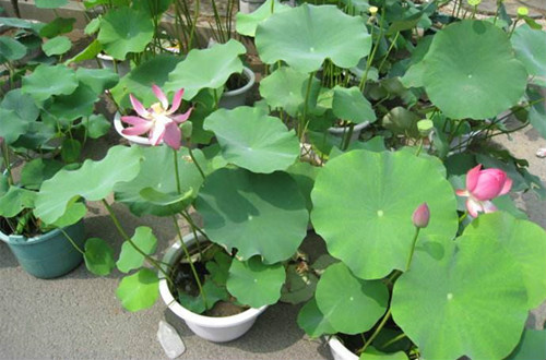 �ڼ���ô���ɻ���ֲ����ͼ��  ���Ժɻ���ô��ֲ������ע������