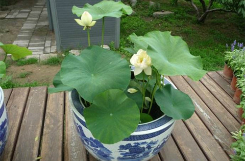 �ڼ���ô���ɻ���ֲ����ͼ��  ���Ժɻ���ô��ֲ������ע������