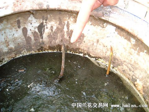 �ڼ���ô���ɻ���ֲ����ͼ��  ���Ժɻ���ô��ֲ������ע������