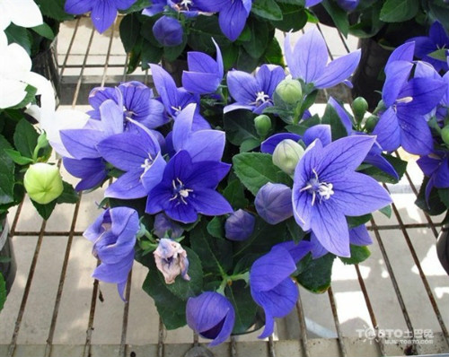 �۹�����ô�� �۹�������ʲô������ �۹�������ֲ��������