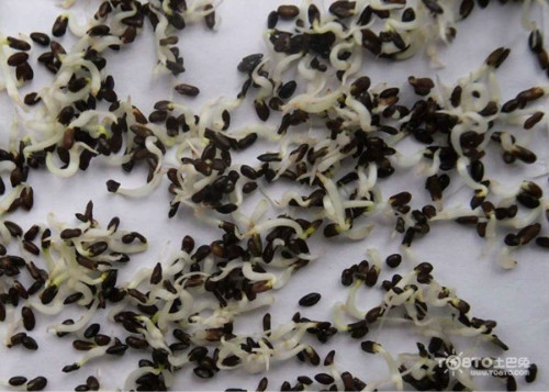 �۹�����ô�� �۹�������ʲô������ �۹�������ֲ��������