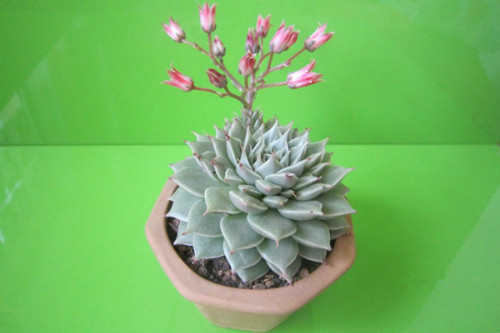 多肉银星怎么养繁殖方法及技巧大全 银星多肉开花会死吗