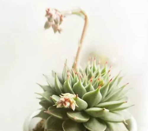 多肉银星怎么养繁殖方法及技巧大全 银星多肉开花会死吗