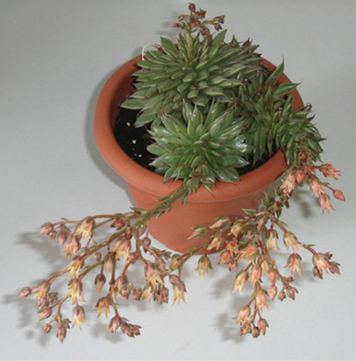 多肉银星怎么养繁殖方法及技巧大全 银星多肉开花会死吗