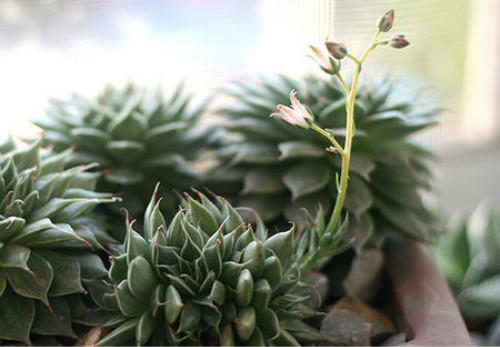 多肉银星怎么养繁殖方法及技巧大全 银星多肉开花会死吗