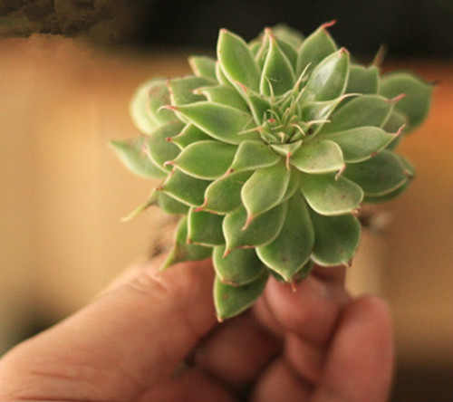 ����������ô����ֳ���������ɴ�ȫ ���Ƕ��⿪��������