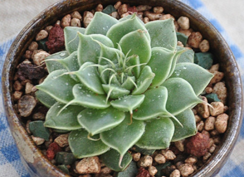 ����������ô����ֳ���������ɴ�ȫ ���Ƕ��⿪��������