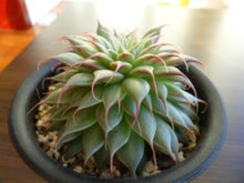 ����������ô����ֳ���������ɴ�ȫ ���Ƕ��⿪��������