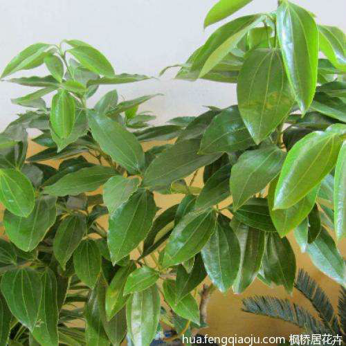 平安树叶子发黄是怎么回事 平安树叶子发黄的原因及解决办法