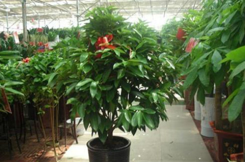 平安树叶子发黄是怎么回事 平安树叶子发黄的原因及解决办法