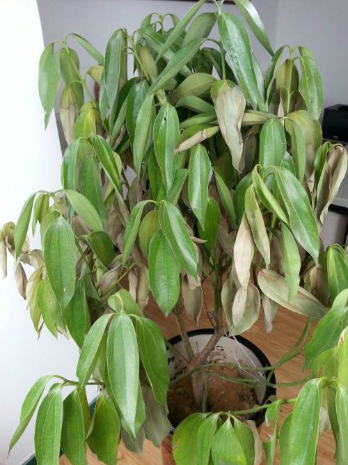 平安树叶子发黄是怎么回事 平安树叶子发黄的原因及解决办法