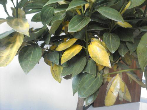 平安树叶子发黄是怎么回事 平安树叶子发黄的原因及解决办法