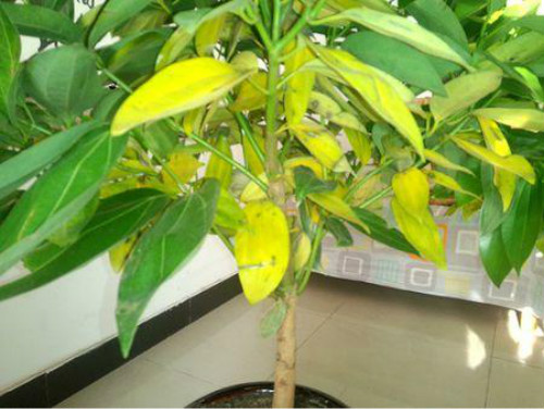 平安树叶子发黄是怎么回事 平安树叶子发黄的原因及解决办法