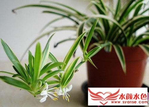 ����Ҷ�ӳ�����ô����ô�޼�����ͼƬ ���������޼�����ͼ��